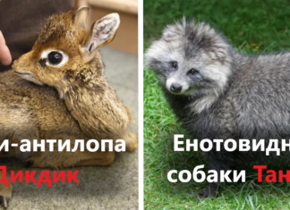 24 рідкісних тварин, яких мало хто з нас бачив своїми очима (а про деяких ми навіть і не чули)